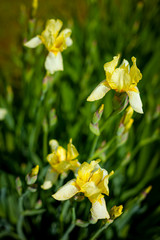 Irys - kwiat roslina ogrodowa