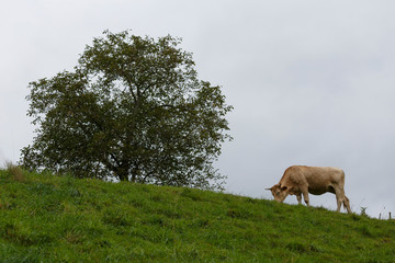 Fototapeta premium Brown Cows in a green field under a grey cloudy sky.jpg