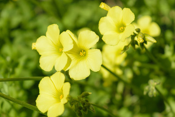 Oxalis pes-caprae (Bermuda buttercup, African wood-sorrel) flowers detail