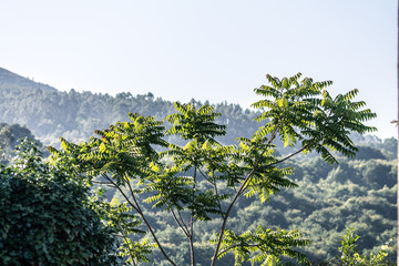 tree and blue sky