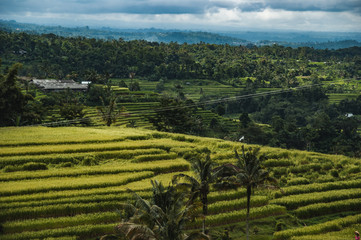 Fototapeta na wymiar Weltkulturerbe Reisterrassen auf Bali, grüne Felder, dramatischer Himmel