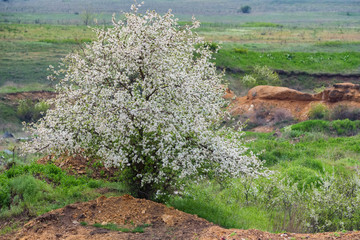 View of single wild plum or cherry tree in bloom in steppe