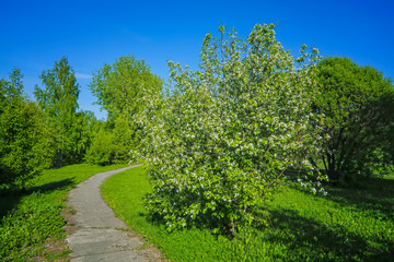 Fototapeta na wymiar Spring scene in the park a blooming tree of a wild apple tree against the blue sky.