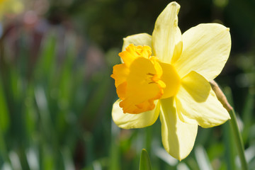 Fototapeta premium Narcissus Fortune (Large cupped Daffodil)