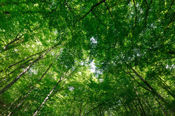 View up in the spring forest on the crowns of tall trees with young green foliage