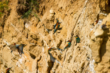 Bee-eater at the nasal cavity