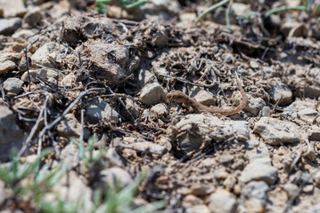 Close up cute small Even-fingered gecko genus Alsophylax on ground