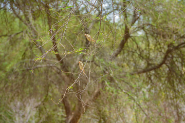 Little sparrow bird sitting alone
