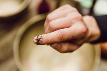 brown spider sitting on a man's hand. insects. danger