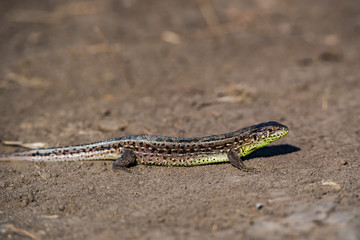 Close-up brown quick lizard on the ground