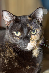close up of a tortoise shell cat head black white orange