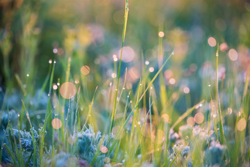 Beautiful background with morning dew on grass close - obrazy, fototapety, plakaty