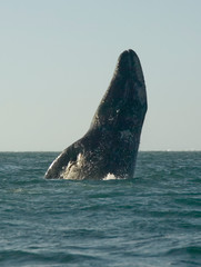 Grey Whale Breach Off Baja California