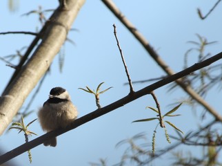 bird on branch