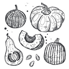 Pumpkin set. Hand drawn realistic vector illustration. Organic vegetable. Eco food. Farm market product. Isolated white background. Can be used for shop, menu, card, poster, label