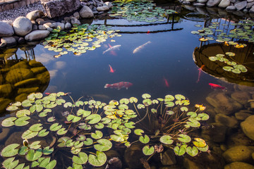 Beautiful small pond with fishes
