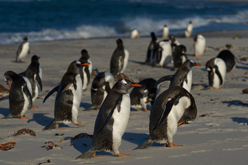 Gentoo Penguins (Pygoscelis papua) on a sandy beach on Sea Lion Island in the Falkland Islands.