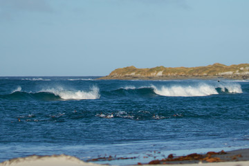 Gentoo Penguins (Pygoscelis papua) coming ashore after feeding at sea on Sea Lion Island in the Falkland Islands.