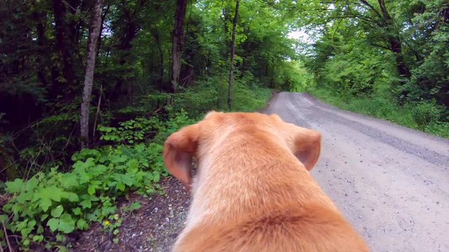 Dog walking on leash. Point of view video.