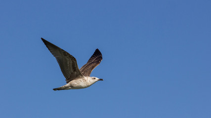 sea gull in the sky