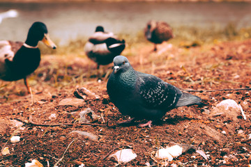 pigeons pecking bread crumbs on a warm summer day