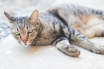 Black and brown cats are sleeping on the floor with a face that looks smiling, relaxed and happy.