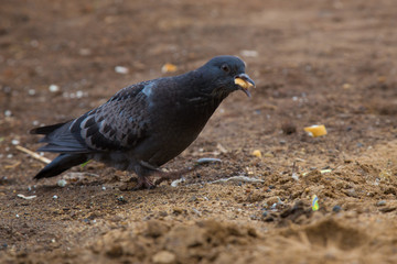 pigeons pecking bread crumbs on a warm summer day