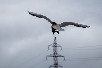 seagull flies against the clouds in search of food
