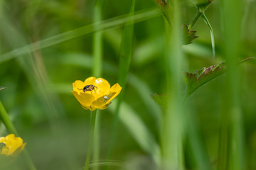 Butterblume mit Krabbenspinne