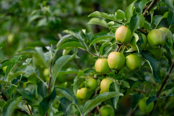 apples, rich harvest concept
