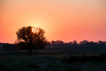 Fototapeta na wymiar Beautiful silhouette of the tree at sunrise in steppe