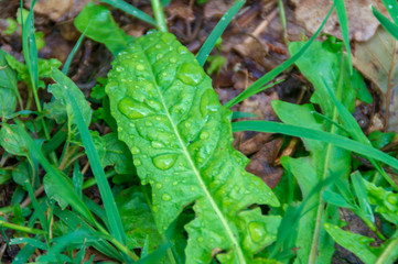 Erbe di campo dopo la pioggia in primavera
