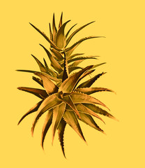 Aloe vera plant variations