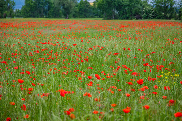 field of red poppies 