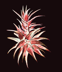 Obraz premium Aloe vera plant variations