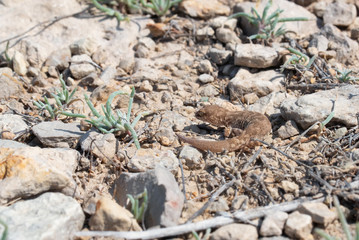 Close up cute small Even-fingered gecko genus Alsophylax on ground
