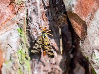 Insect on a tree