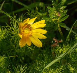 A yellow blossom surrounded by green plants is illuminated by the morning light.