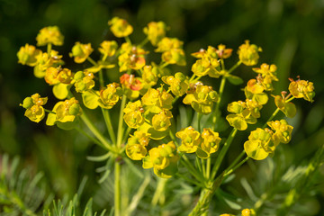 Many yellow flowers against a green background.
