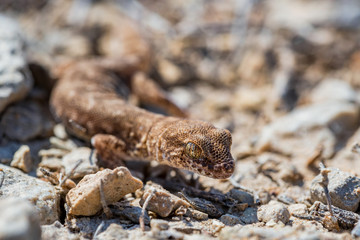 Close up cute small Even-fingered gecko genus Alsophylax on ground