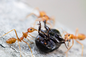 Ants are helping to find food.