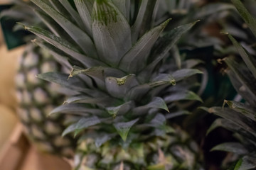 Fototapeta premium Several units of pineapple