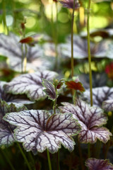 Very beautiful figured leaves heuchera on very interesting background.