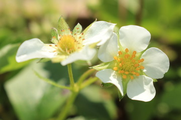 Fototapeta premium Strawberry flower blosom