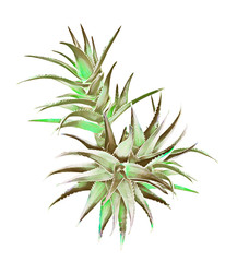 Aloe vera plant variations