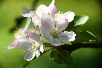 Fresh gentle flowers of an apple-tree with an easy pink raid on white petals decorate a branch of the blossoming tree.