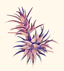 Aloe vera plant variations