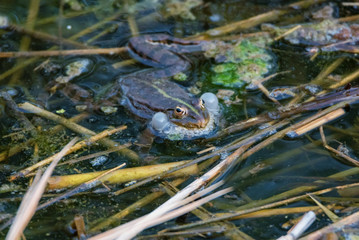 Close view green frog makes mating call in water