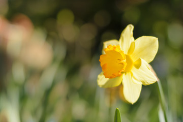 Narcissus Fortune (Large cupped Daffodil) flowers