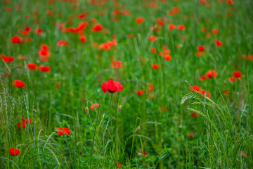 field of red poppies 